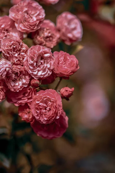 Uma Selecção Rosas Jardim Botânico Iasi Roménia — Fotografia de Stock