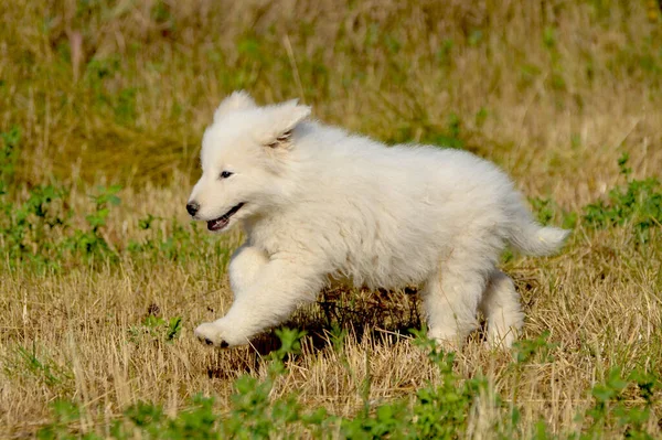 Egy Közeli Kép Egy Aranyos Maremma Sheepdog Futó Vidéken — Stock Fotó