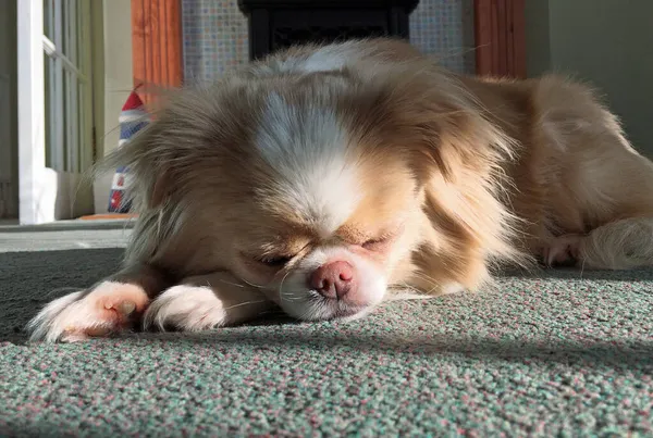 Japonês Chin Chihuahua Cão Dormindo Deitado Tapete — Fotografia de Stock