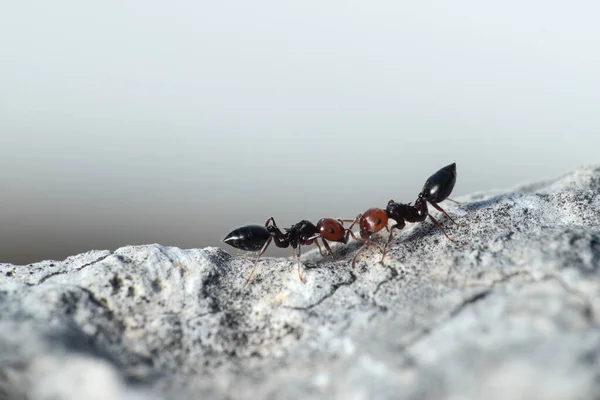 Two Cocktail Ants Crematogaster Scutellaris Communicating Stroking Each Other Antennae — Stock Photo, Image