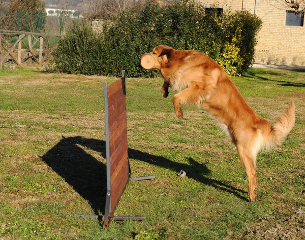 Primo Piano Cane Hovawart Che Corre Allena All Aperto — Foto Stock