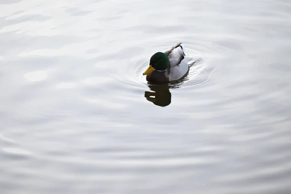 Schöne Aufnahme Einer Süßen Ente Auf Einem See — Stockfoto