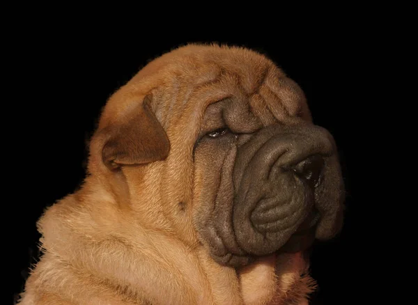 Primo Piano Simpatico Cucciolo Shar Pei All Aperto — Foto Stock