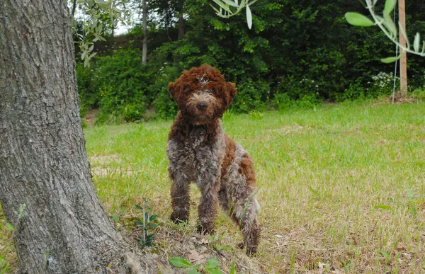 Egy Közeli Felvétel Egy Aranyos Lagotto Romagnolo Kutyáról Szabadban — Stock Fotó