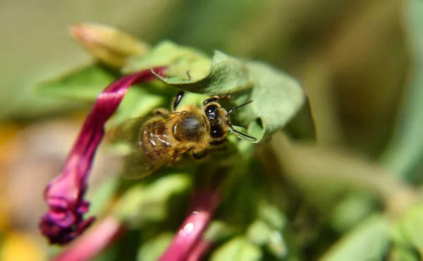 Closeup Shot Bumblebee Flowering Plant — Stock Photo, Image