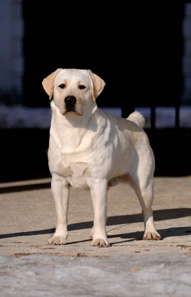 Beige Labrador Dog Outdoors — Stock Photo, Image
