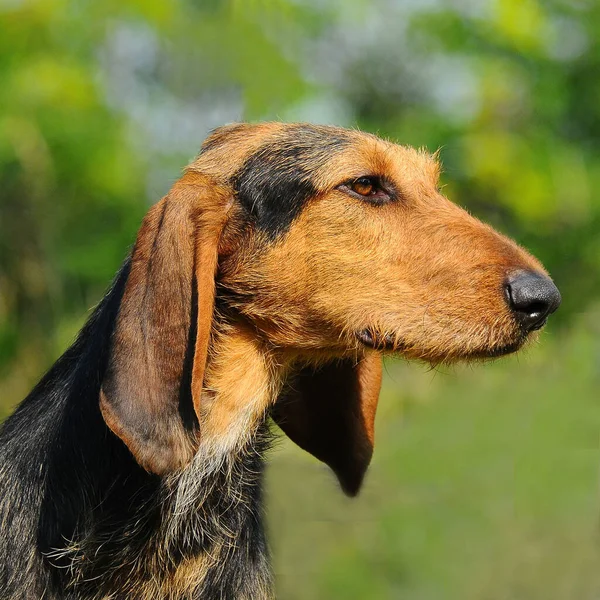 セッジョ イタリア犬のクローズアップショット — ストック写真