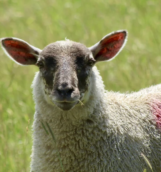 Ein Flacher Fokus Eines Großen Schafes Mattenhaften Blick Die Kamera — Stockfoto