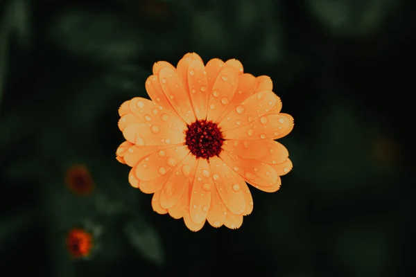 Selectivo Una Flor Naranja Con Gotas Agua —  Fotos de Stock