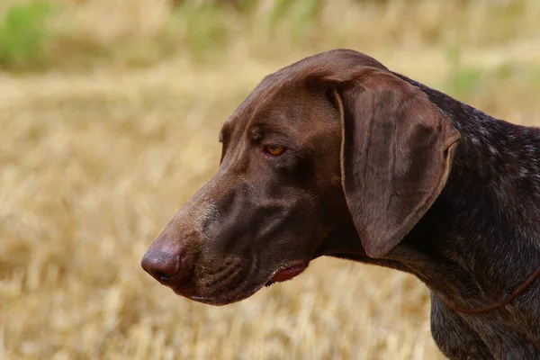 茶色のドイツの短髪のポインタ犬 — ストック写真