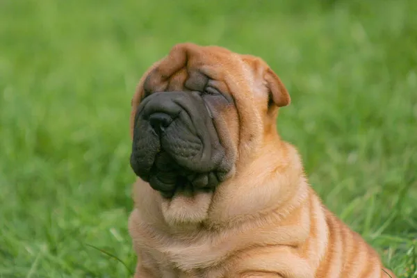 Bonito Marrom Shar Pei Dog Parque — Fotografia de Stock