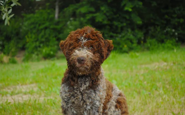 Lagotto Romagnolo Közelsége Olasz Kutyafajta — Stock Fotó