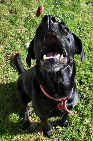 Primer Plano Labrador Retriever Negro Suelo — Foto de Stock