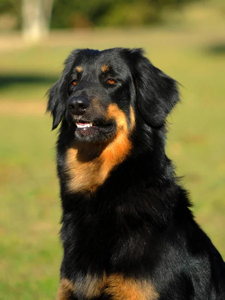 Ein Vertikales Porträt Des Hovawart Hundes — Stockfoto