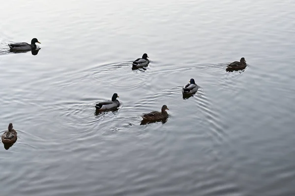 Beautiful Shot Cute Ducks Lake — Stock Photo, Image