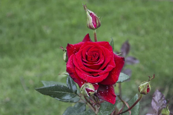 Czerwona Róża Pączkami Kwiatów Trawy — Zdjęcie stockowe