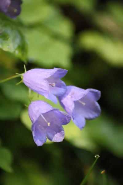Enfoque Selectivo Flores Campanas Púrpura Jardín Sobre Fondo Borroso —  Fotos de Stock