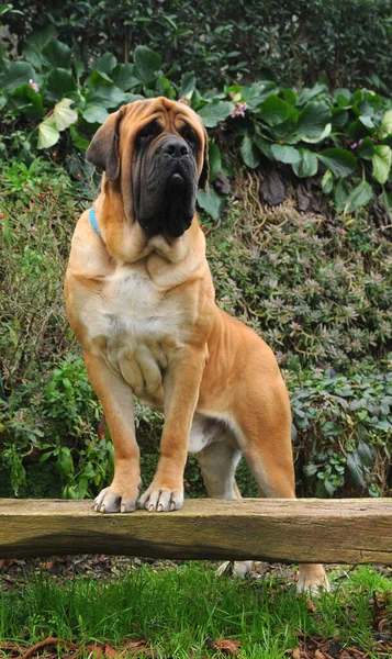 Sebuah Gambar Vertikal Dari Ras Anjing Mastiff — Stok Foto