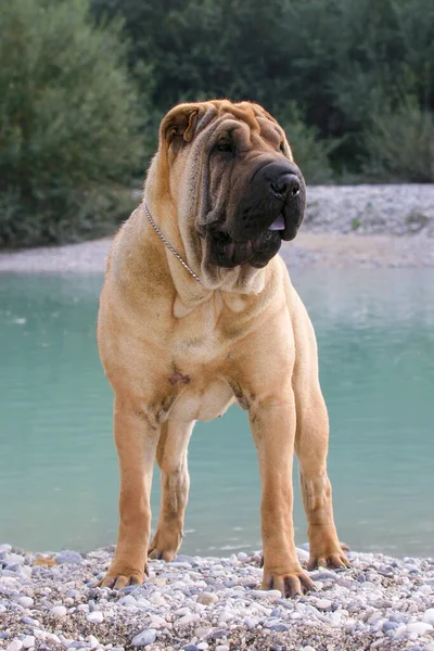 Shar Pei Dog Stojący Brzegu Ciągu Dnia — Zdjęcie stockowe