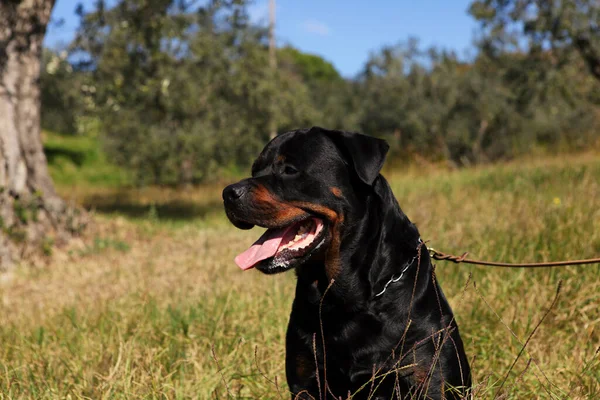 Zbliżenie Ujęcia Rottweilera Czystej Krwi Smyczy — Zdjęcie stockowe