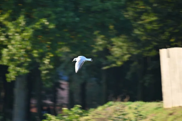Ένας Λευκός Γλάρος Που Πετάει Ένα Δάσος — Φωτογραφία Αρχείου