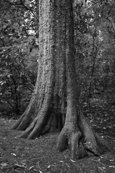 Eine Grauzone Aus Baumstämmen Wald — Stockfoto
