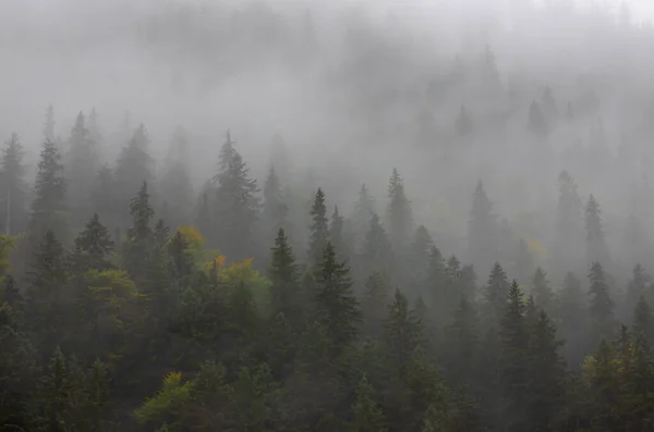 Bellissimo Paesaggio Con Nebbia Sulla Foresta Autunnale — Foto Stock