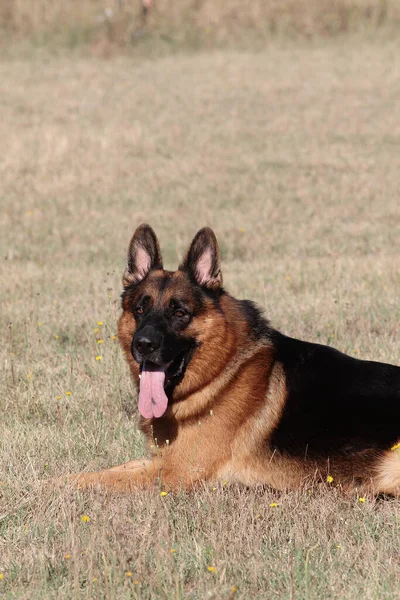 Eine Vertikale Aufnahme Eines Freien Liegenden Schäferhundes — Stockfoto