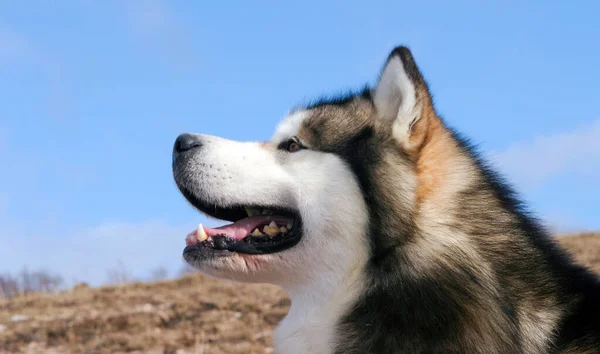 Ένας Σκύλος Malamute Της Αλάσκας Στα Βουνά — Φωτογραφία Αρχείου