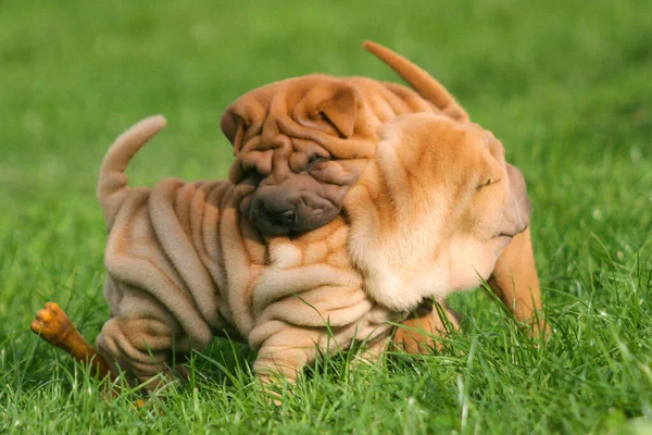 Cute Brązowy Shar Pei Dogs Gra Parku — Zdjęcie stockowe