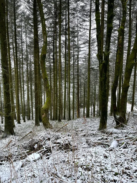 Plano Vertical Bosque Frondosas Cubiertas Árboles Nieve Luz Del Día —  Fotos de Stock