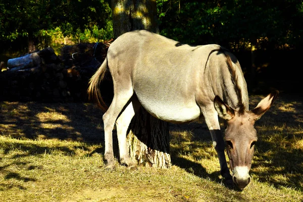 Closeup Donkey Eating Grass Field Next Tree — Stock Photo, Image