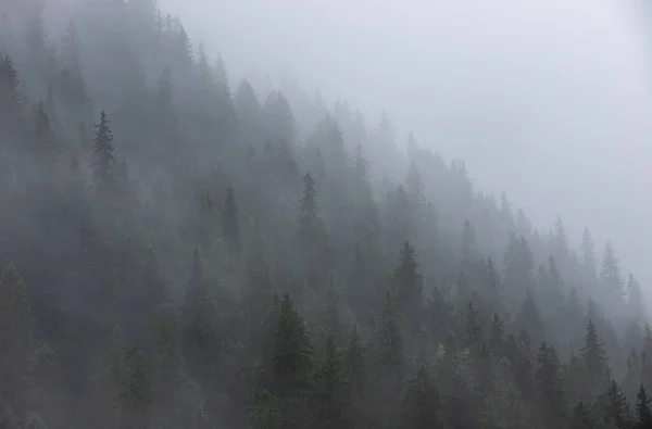 Een Prachtig Landschap Met Mist Het Herfstbos — Stockfoto