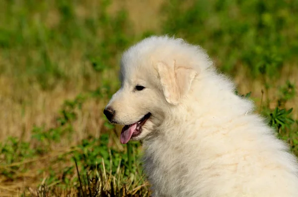 Gündüz Vakti Beyaz Şirin Bir Maremma Çoban Köpeği Yavrusu — Stok fotoğraf