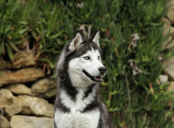 Sibirya Husky Köpeği Açık Havada — Stok fotoğraf
