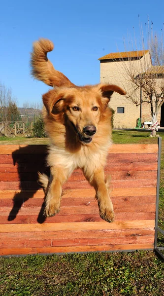 在室外跑步和训练的Hovawart犬的垂直镜头 — 图库照片