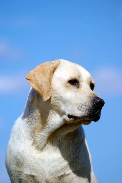 Uma Bela Foto Labrador Livre Durante Dia — Fotografia de Stock