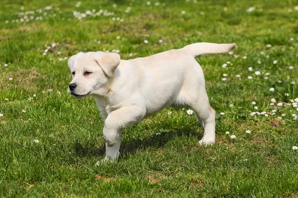 Ein Niedlicher Labrador Welpe Läuft Auf Dem Rasen — Stockfoto