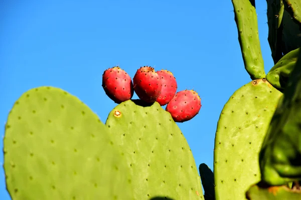 Közelkép Egy Gyönyörű Kaktuszbokorról Napfény Alatt Hátterében — Stock Fotó
