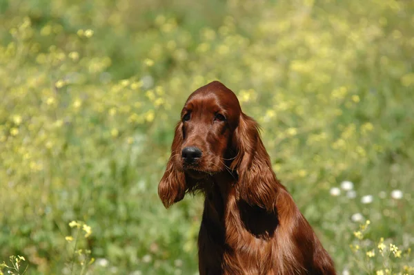 Een Close Van Ierse Setter Weide — Stockfoto