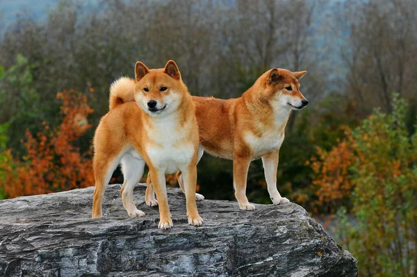 Egy Közeli Kép Két Shiba Inu Kutyáról Szabadban Egy Fajta — Stock Fotó