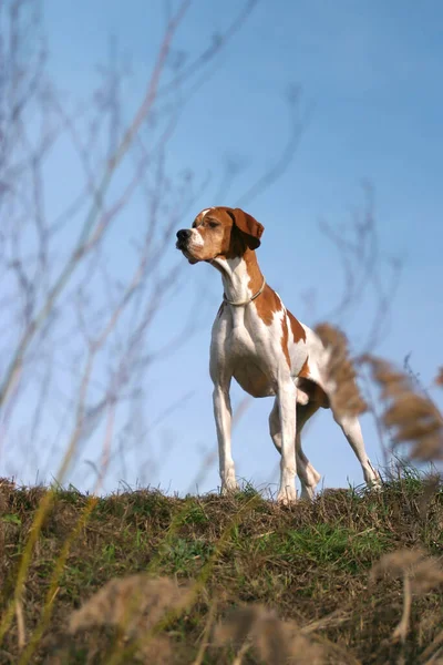 Disparo Vertical Perro Puntero Pelo Corto Alemán Aire Libre — Foto de Stock