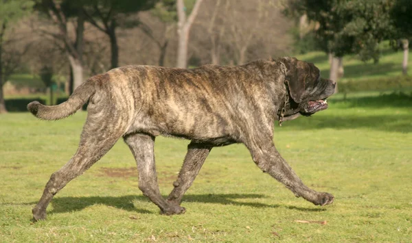 Egy Közelkép Egy Fajtiszta Mastiff Dog Ról — Stock Fotó