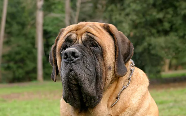 Big Brown Mastiff Dog Outdoors — Stock Photo, Image