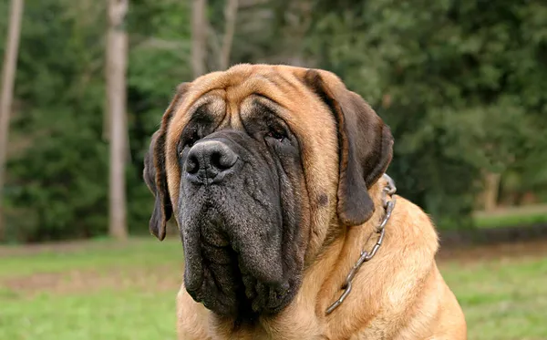 Grande Marrone Mastiff Dog All Aperto — Foto Stock