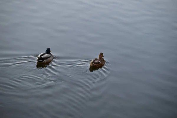 湖上可爱的鸭子拍得真漂亮 — 图库照片