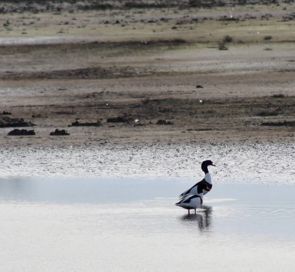 Ein Flacher Fokus Zweier Gemeiner Enten Die Der Küste Wasser — Stockfoto