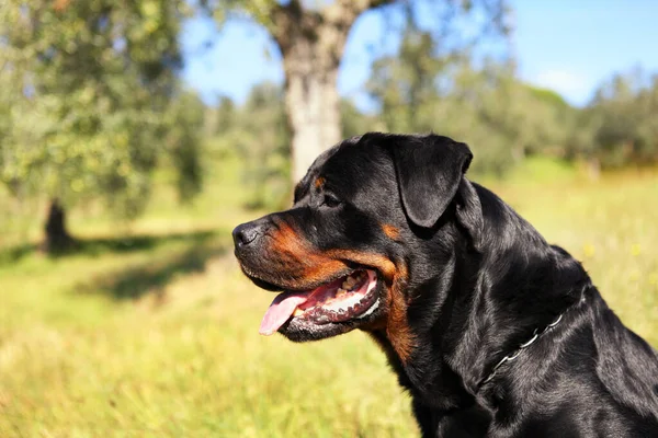 Bahçede Safkan Bir Rottweiler Köpeği — Stok fotoğraf