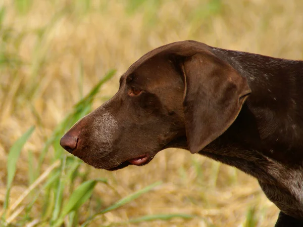 Closeup German Shorthaired Pointer Dog Outdoors — Stock Photo, Image