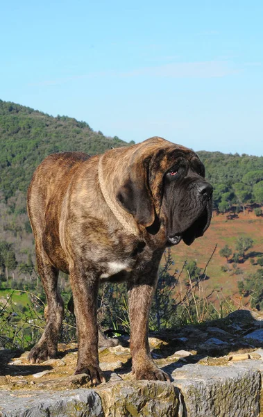 Een Grote Bruine Mastiff Dog Buiten — Stockfoto